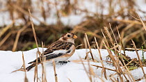 Snow bunting (Plectrophenax nivalis) in snow, Finland, January.