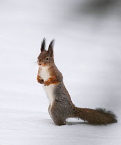 Red squirrel (Sciurus vulgaris), with grey winter fur, Finland, January.