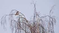 Northern hawk-owl (Surnia ulula), perched, Finland, January.