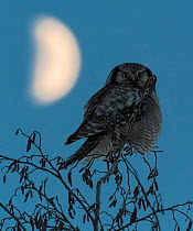 Northern hawk-owl (Surnia ulula) perched with the moon, Finland, January.