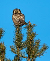 Northern hawk-owl (Surnia ulula) perched, Finland, January.