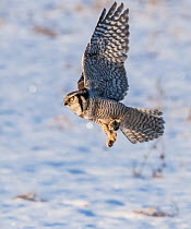 Northern hawk-owl (Surnia ulula) taking off, Finland