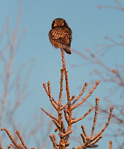 Northern hawk-owl (Surnia ulula) Finland, January.