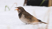 Red-throated thrush (Turdus ruficollis) male eating berries in snow, Finland, January.