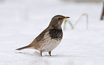 Red-throated thrush (Turdus ruficollis), male in snow, Finland, January.