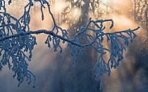 Sun rays shining through frost covered tree branches, Finland, January.