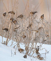 Common redpoll (Acanthis flammea), flock feeding, Finland, January.