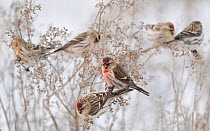 Common redpoll (Acanthis flammea) flock of females with adult male in the middle, Finland, January.