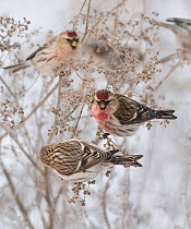 Common redpoll (Acanthis flammea), adult male, Finland, January.