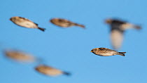 Common redpoll (Acanthis flammea), flock in flight, at moment of closing wings,  Finland, January.