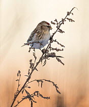 Common redpoll (Acanthis flammea) perched, Finland. January.