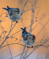Common redpoll (Acanthis flammea) two birds perched, Finland, January.