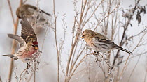 Arctic redpoll (Carduelis hornemanni) with Common redpolls (Carduelis flammea) perched in frosty tree, Finland, January.