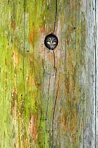 Pygmy Owl (Glaucidium passerinum) Chick peering out of the nest hole in tree, Vosges Mountains, France, June.
