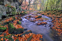 Stream in autumn woodland  with fallen beech leaves, Lorraine, France, November