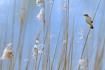 Sedge warbler (Acrocephalus schoenobaenus) adult singing in reedbed. Baie de Somme. France. April