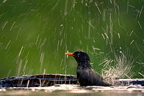 Blackbird (Turdus merula) Male bathing, Pusztaszer, Hungary, April