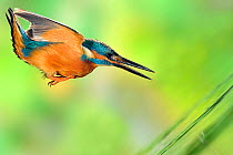 Kingfisher (Alcedo atthis) male fishing, diving for prey in a river, Lorraine, France, August