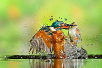 Kingfisher (Alcedo atthis) male, after diving, taking off from water with fish, a Common Roach (Rutilus rutilus) Lorraine, France, August