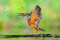 Kingfisher (Alcedo atthis) male, after diving, taking off from water with fish, a Common Roach (Rutilus rutilus) Lorraine, France, August