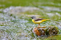 Grey wagtail (Motacilla cinerea) male perched on rock in stream, Lorraine, France, May