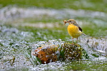 Grey wagtail (Motacilla cinerea) female perched on rock in stream carrying food, Lorraine, France, May