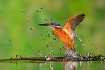 Kingfisher (Alcedo atthis) taking off from water after diving for prey, Lorraine, France.