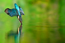 Kingfisher (Alcedo atthis) diving for prey in a river, Lorraine, France.