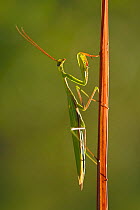 European praying mantis (Mantis religiosa) male on plant waiting for prey, Arnaville,Lorraine, France
