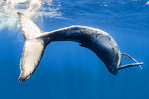 Humpback whale (Megaptera novaeangliae australis) male calf playing just below the ocean surface, Tonga