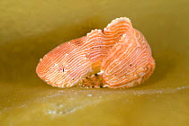 Snailfish (Liparis punctulatus) a small species on seaweed, Hiwasa, Tokushima, Japan.