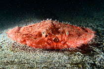 Starry handfish / Minipizza batfish (Halieutaea stellata) on sea floor,  Kochi, Japan.