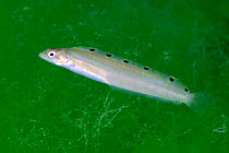 Prickleback fish (Opisthocentrus tenuis) Sado Island, Niigata, Japan.