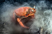 Red frog spanner crab (Ranina ranina) an unusual crab species which walks with  forward motion. Kochi, Japan, May.
