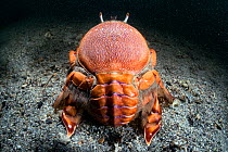 Rear view of a Red frog spanner crab (Ranina ranina)  a crab species which walks with  forward motionKochi, Japan, May.