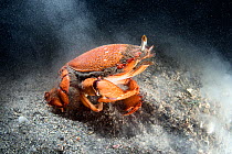 Red frog spanner crab (Ranina ranina)  a crab species which walks with  forward motion, Kochi, Japan, May.