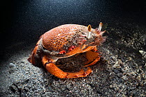Red frog spanner crab (Ranina ranina) a crab species which walks with  forward motion. . Kochi, Japan, May