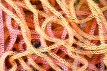 Close-up view of strands of multicolored Sea hare eggs (Aplysia sp.) Hiwasa, Japan, May.