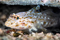 Slender sandgoby (Fusigobius gracilis) watching over a clutch of eggs hanging from the ceiling of an extremely narrow burrow. Kashiwajima, Japan.