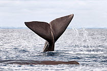 Sperm whale (Physeter macrocephalus) female slapping the surface of the ocean with her fluke to indicate she did not want people to approach her group. Sri Lanka.