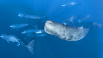 Sperm whales (Physeter macrocephalus)  group of females moving slowly. Closed eye of the whale in the foreground, and the relaxed body language of all the animals indicates they are  relaxing. Sri Lan...