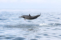 Spinner dolphin (Stenella longirostris) launching itself out of the water. Sri Lanka.