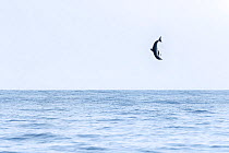Spinner dolphin (Stenella longirostris) leaping exceptionally high into the air, Sri Lanka.