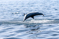 Spinner dolphin (Stenella longirostris) male leaping out of the water. The protruding tip of the dolphin's penis is just visible. Sri Lanka. Indian Ocean.