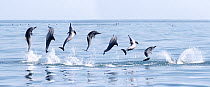 Spinner dolphin (Stenella longirostris) engaged in  spinning manoeuvre, Sri Lanka. Composite sequence of images.
