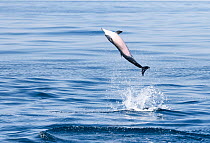 Spinner dolphin (Stenella longirostris) leaping into the air on a sunny day, Sri Lanka, Indian Ocean.
