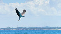 White-bellied sea eagle (Haliaeetus leucogaster) in flight with a fish grasped in its talons. Sri Lanka
