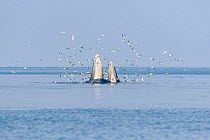 Eden's whale (Balaenoptera edeni edeni) named Mae Gunya and her calf Jao Khamsamut feeding on anchovies in the shallow waters of the upper Gulf of Thailand. Around them are whiskered terns (Chlidonias hybrida) flying in to grab fish brought up by the whales, Thailand. Pacific Ocean.