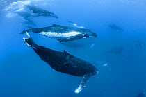 Humpback whale (Megaptera novaengliae australis) 13 whales in group heat run, Vava'u, Tonga. September.