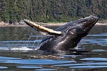 North Pacific hemisphere humpback whale calf (Megaptera novaeangliae kuzira) breaching on a sunny day in the calm waters of Chatham Strait, Alaska, USA, July.